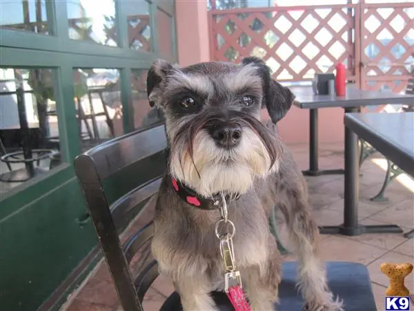 Miniature Schnauzer female dog