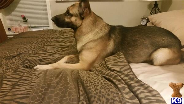a german shepherd dog lying on a couch