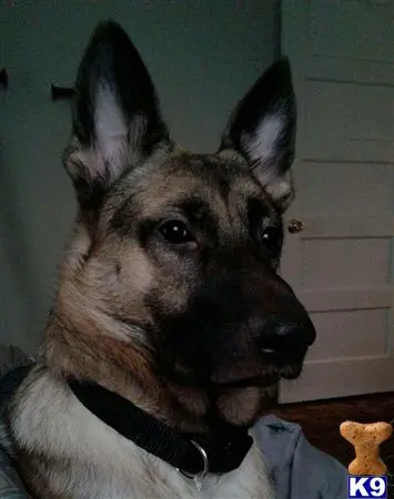 German Shepherd stud dog