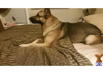a german shepherd dog lying on a couch
