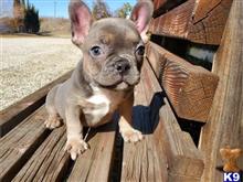 french bulldog puppy posted by logfyra