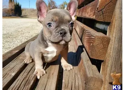 French Bulldog