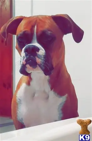 Boxer stud dog