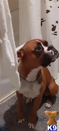 Boxer stud dog