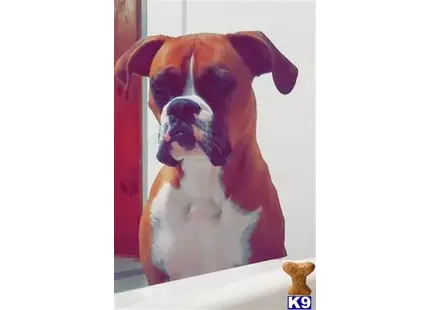 Boxer