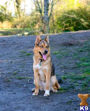 Siberian Husky stud dog