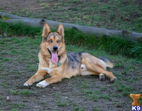 Siberian Husky stud dog