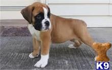 boxer puppy posted by lokoiumas