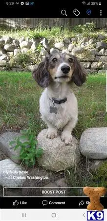 Dachshund stud dog