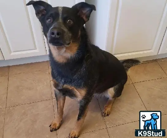 Australian Cattle Dog stud dog