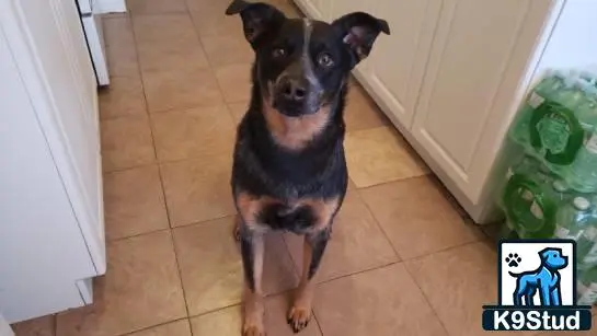 Australian Cattle Dog stud dog