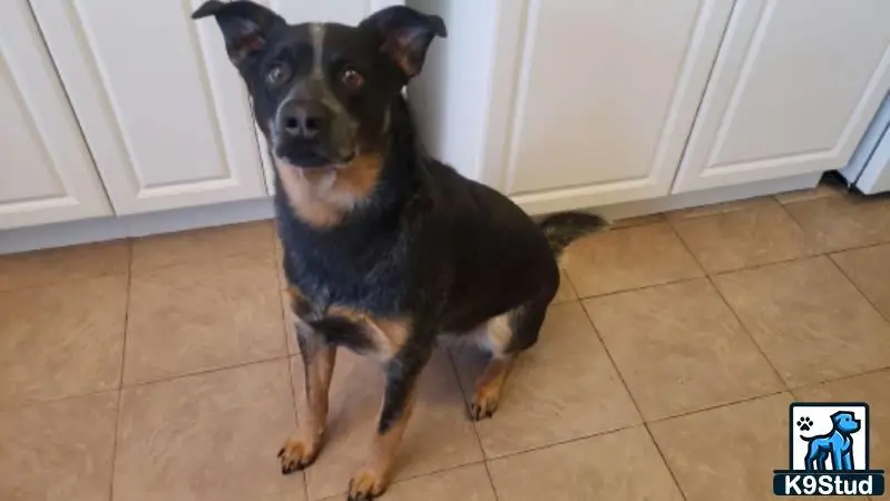 Australian Cattle Dog stud dog