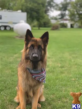 German Shepherd stud dog