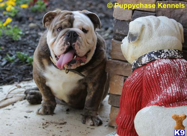 a bulldog dog wearing a garment