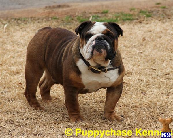 a bulldog dog standing on dirt