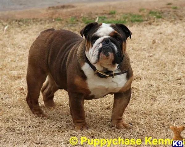 Bulldog stud dog