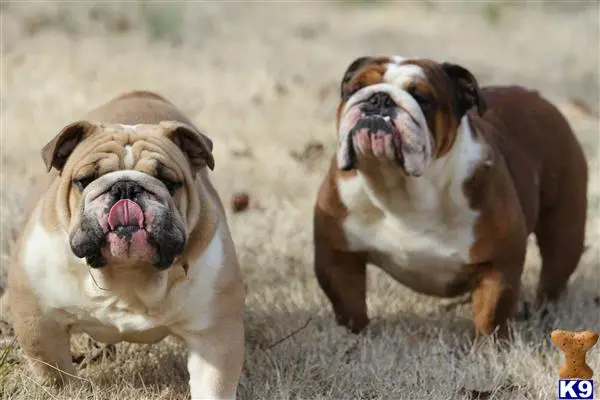 Bulldog stud dog