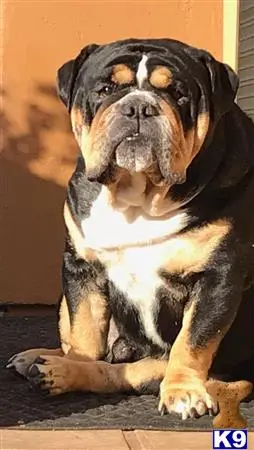 Bulldog stud dog