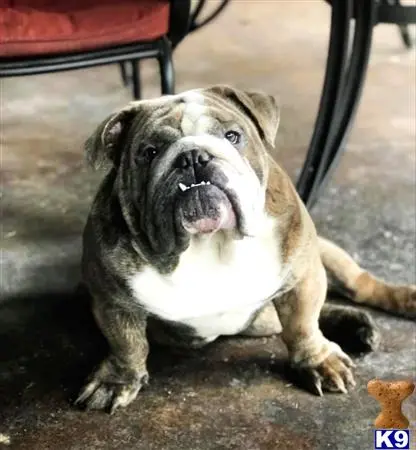 Bulldog stud dog