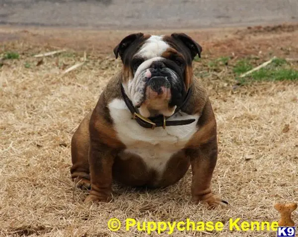 Bulldog stud dog