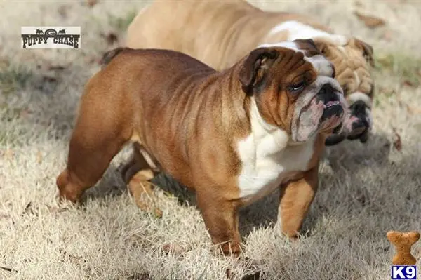 Bulldog stud dog