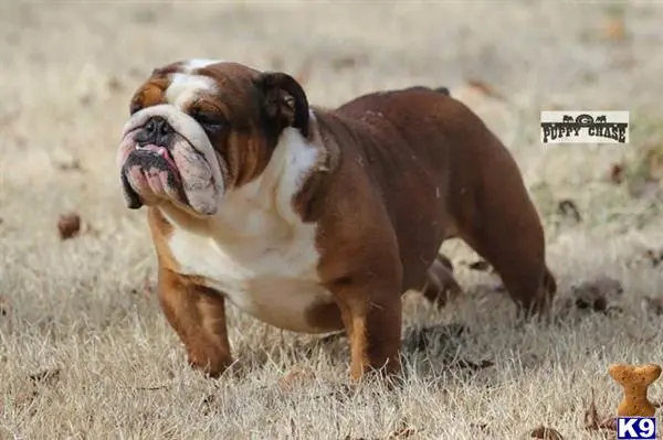 Bulldog stud dog