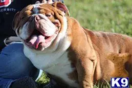 Bulldog stud dog