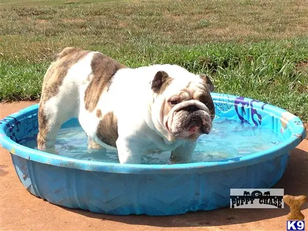 English Bulldog stud dog