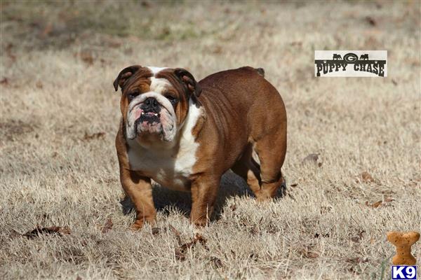 a english bulldog dog running in a field