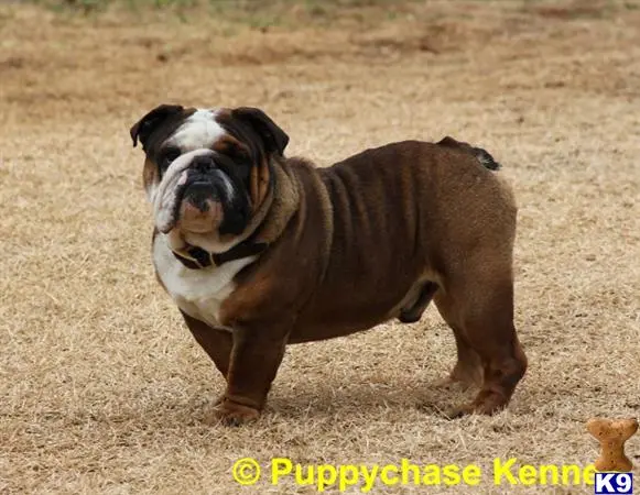 English Bulldog stud dog