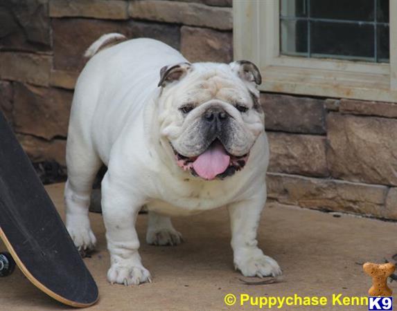 English Bulldog