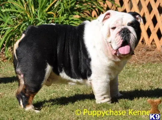 English Bulldog