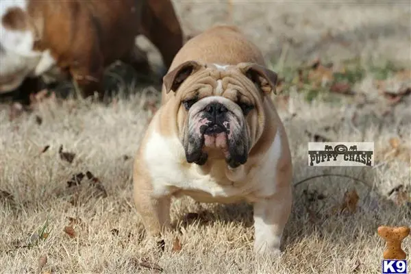 English Bulldog stud dog