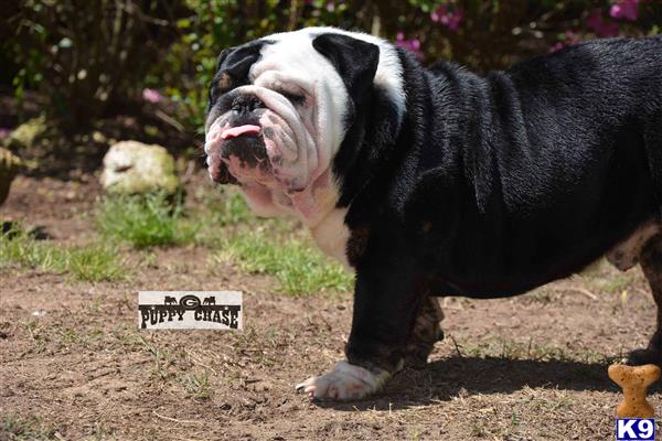 a english bulldog dog with its mouth open