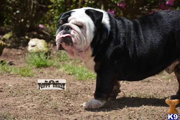 English Bulldog stud dog