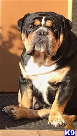 a english bulldog dog sitting on the ground