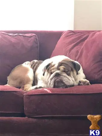 English Bulldog stud dog