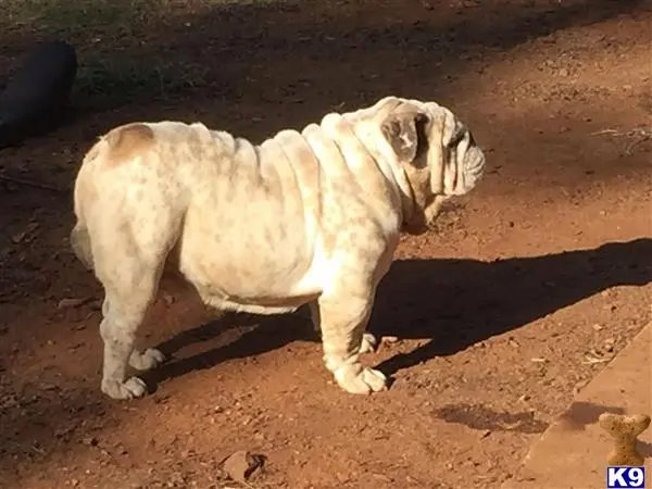 English Bulldog stud dog