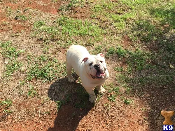 English Bulldog stud dog