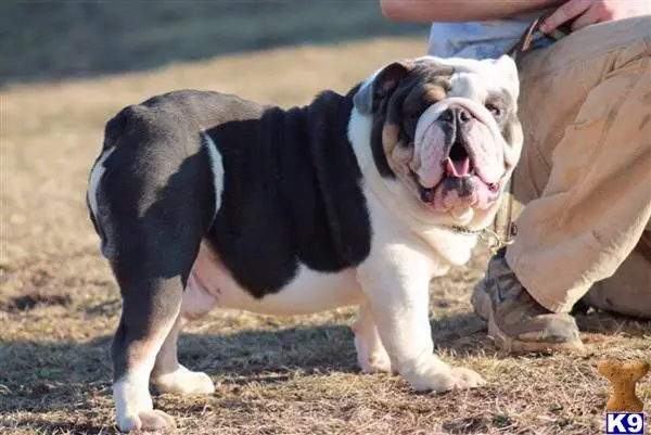 English Bulldog stud dog