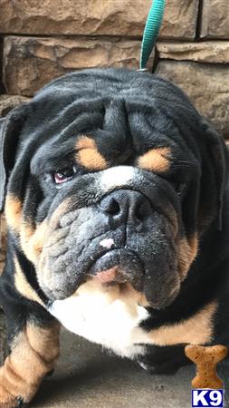 a english bulldog dog lying on the ground