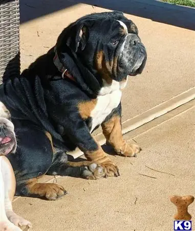 English Bulldog stud dog