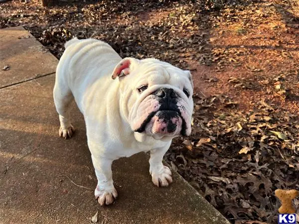 English Bulldog stud dog