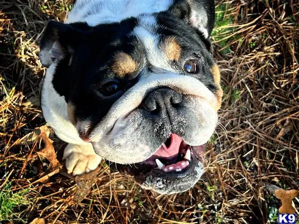 English Bulldog stud dog