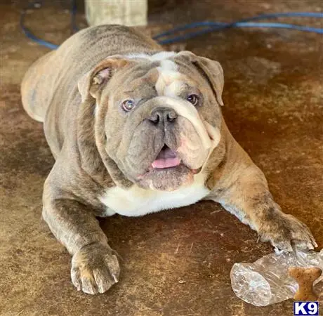 English Bulldog stud dog