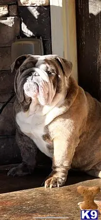 English Bulldog