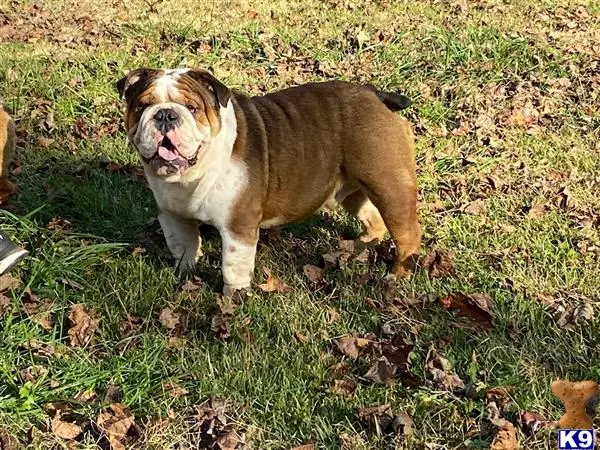 English Bulldog stud dog