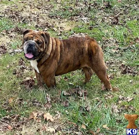 English Bulldog stud dog