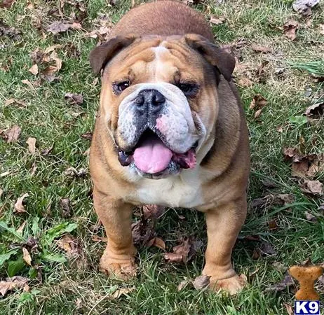 English Bulldog stud dog