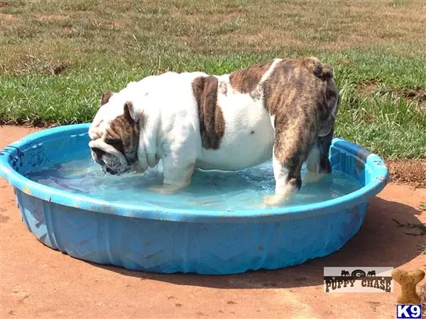 English Bulldog stud dog